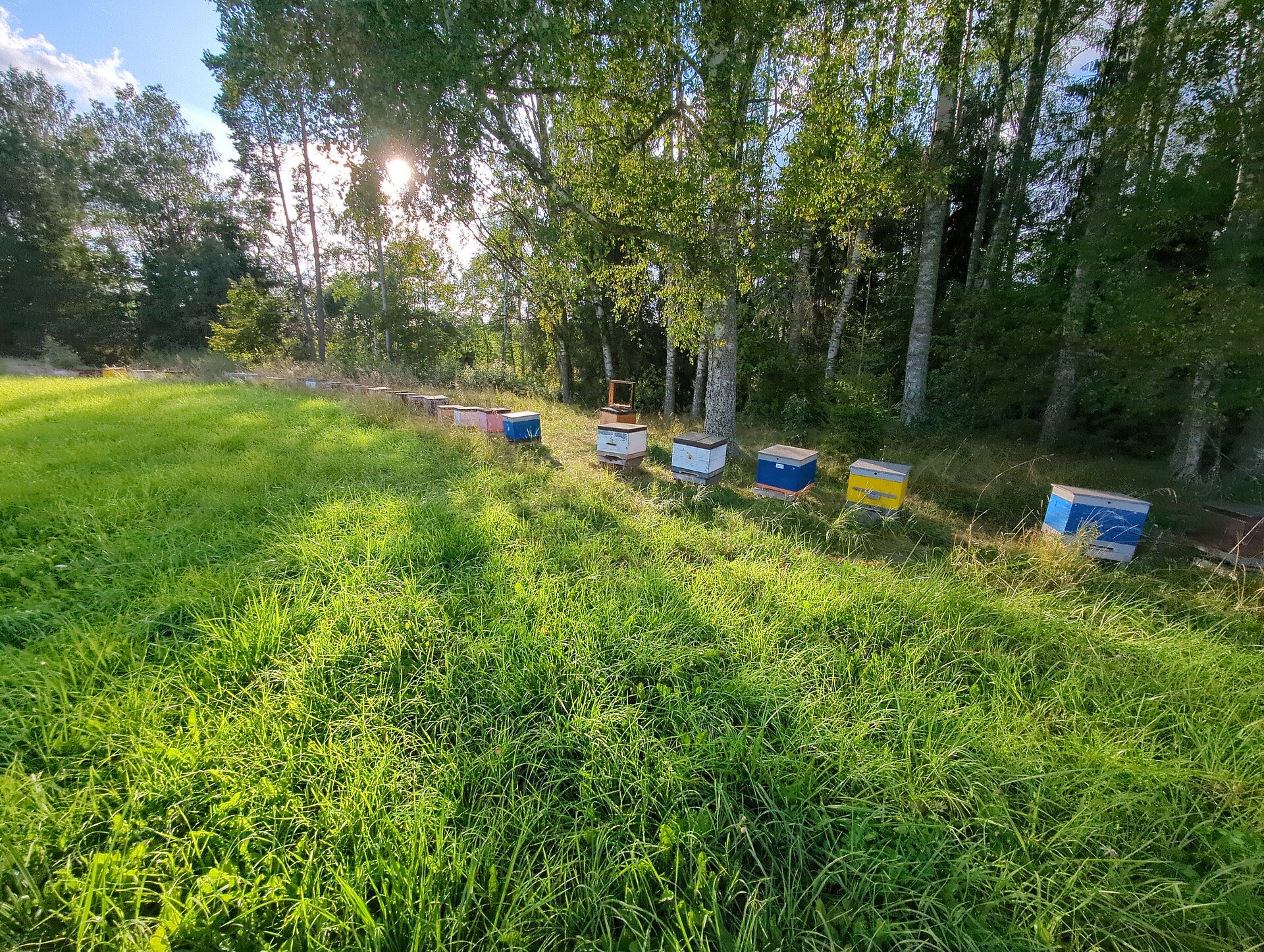 Naslovna fotografija — Med i pčelarstvo – Gacko