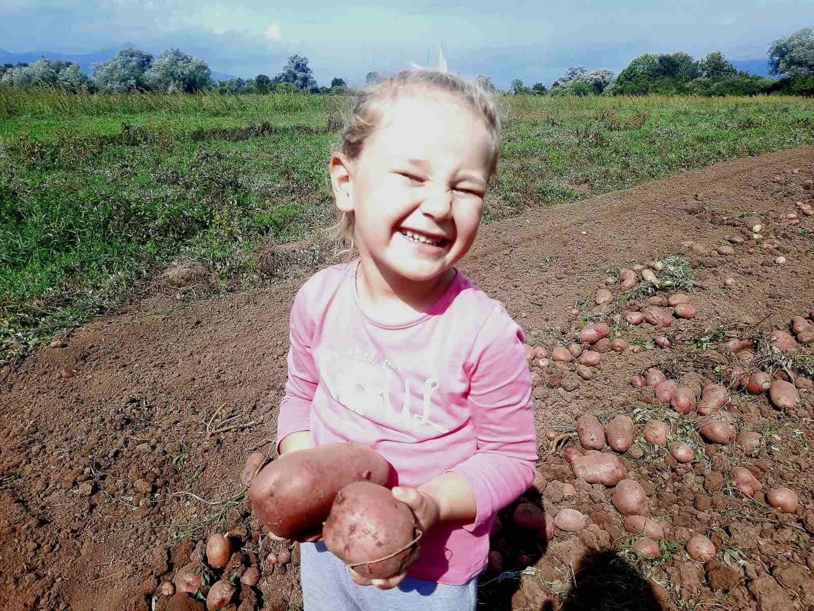 Naslovna fotografija — Proizvodnja krompira Samardžić