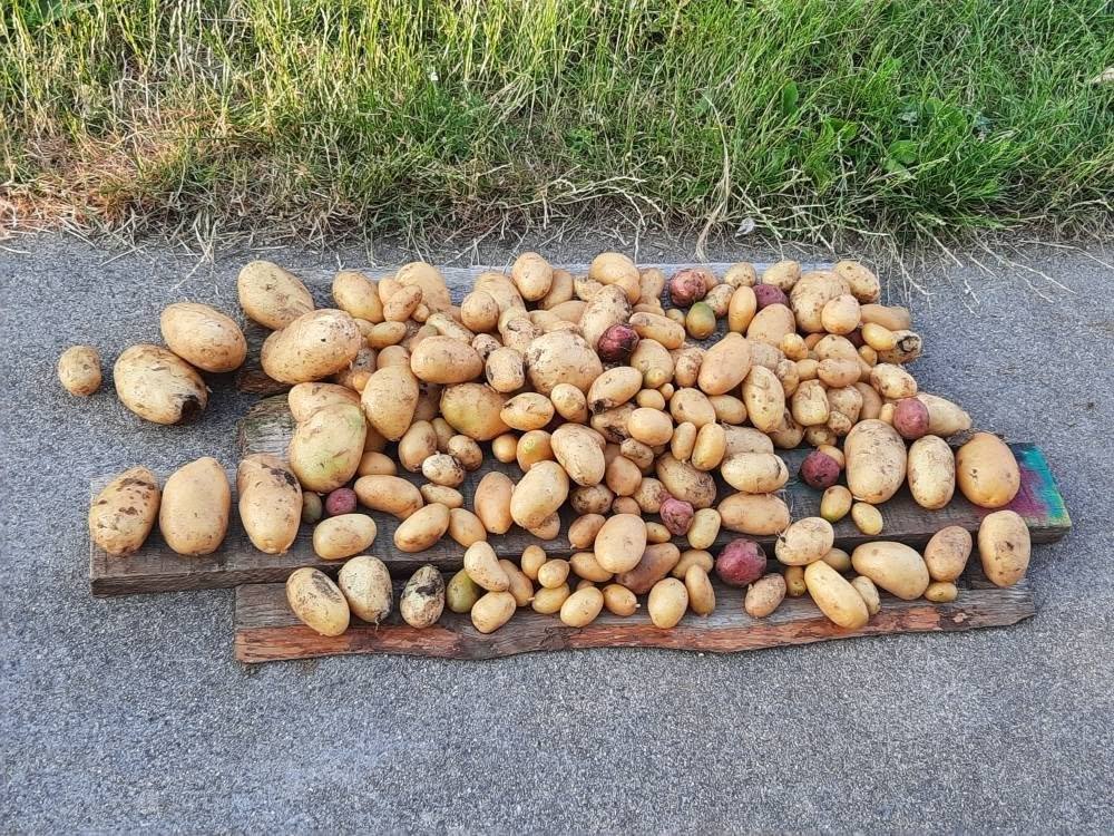 Cover photo — Proizvodnja krompira Samardžić