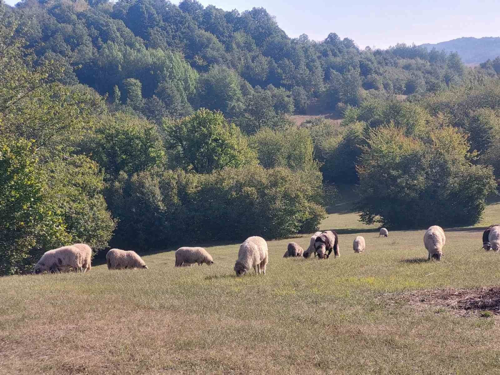 Cover photo — Gazdinstvo Cerovina
