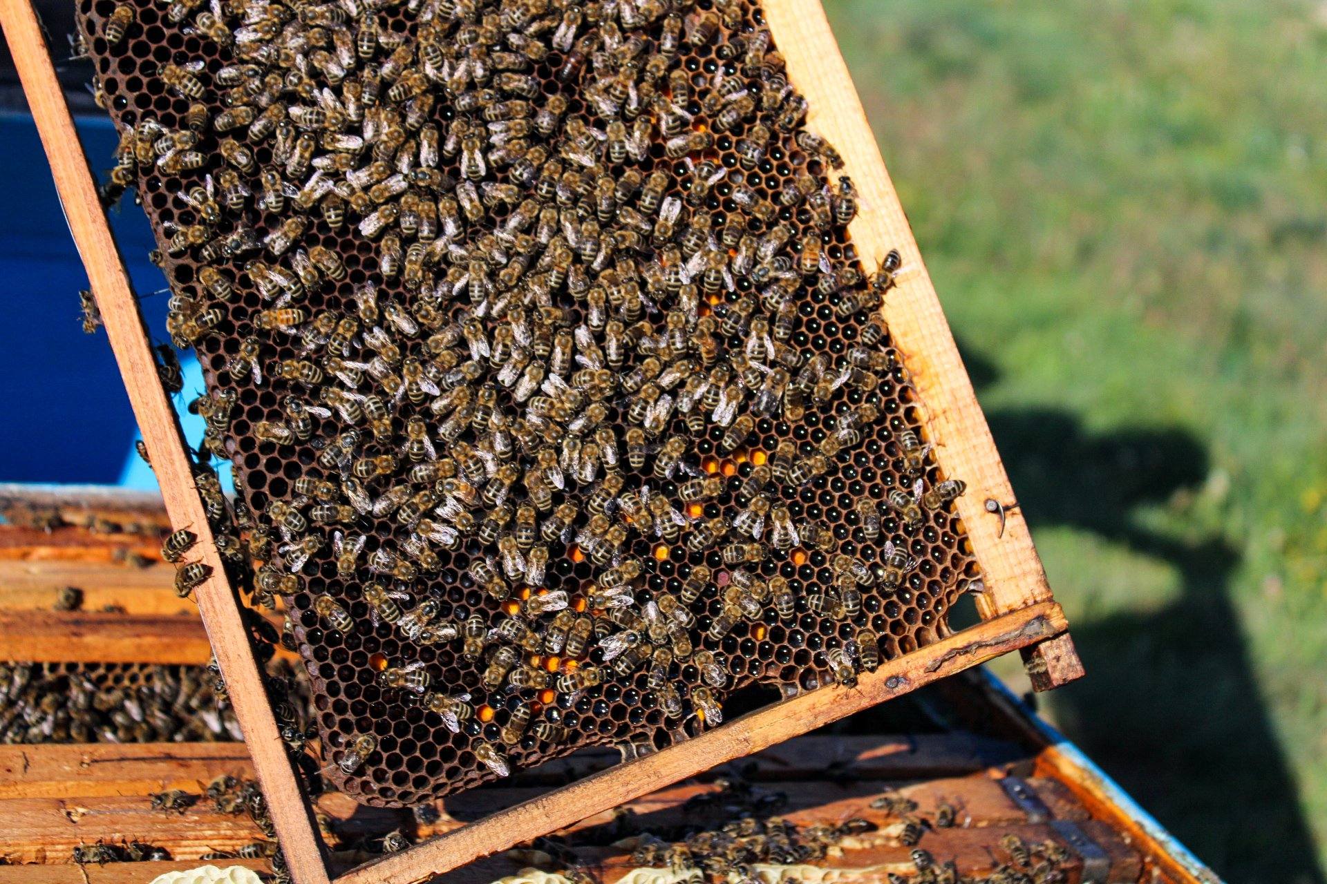 Naslovna fotografija — Pčelarstvo Pažin