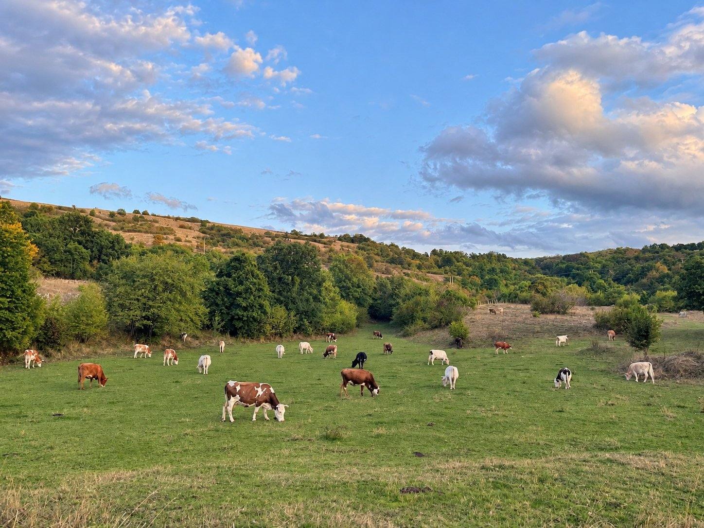 Cover photo — Gazdinstvo Govedarica